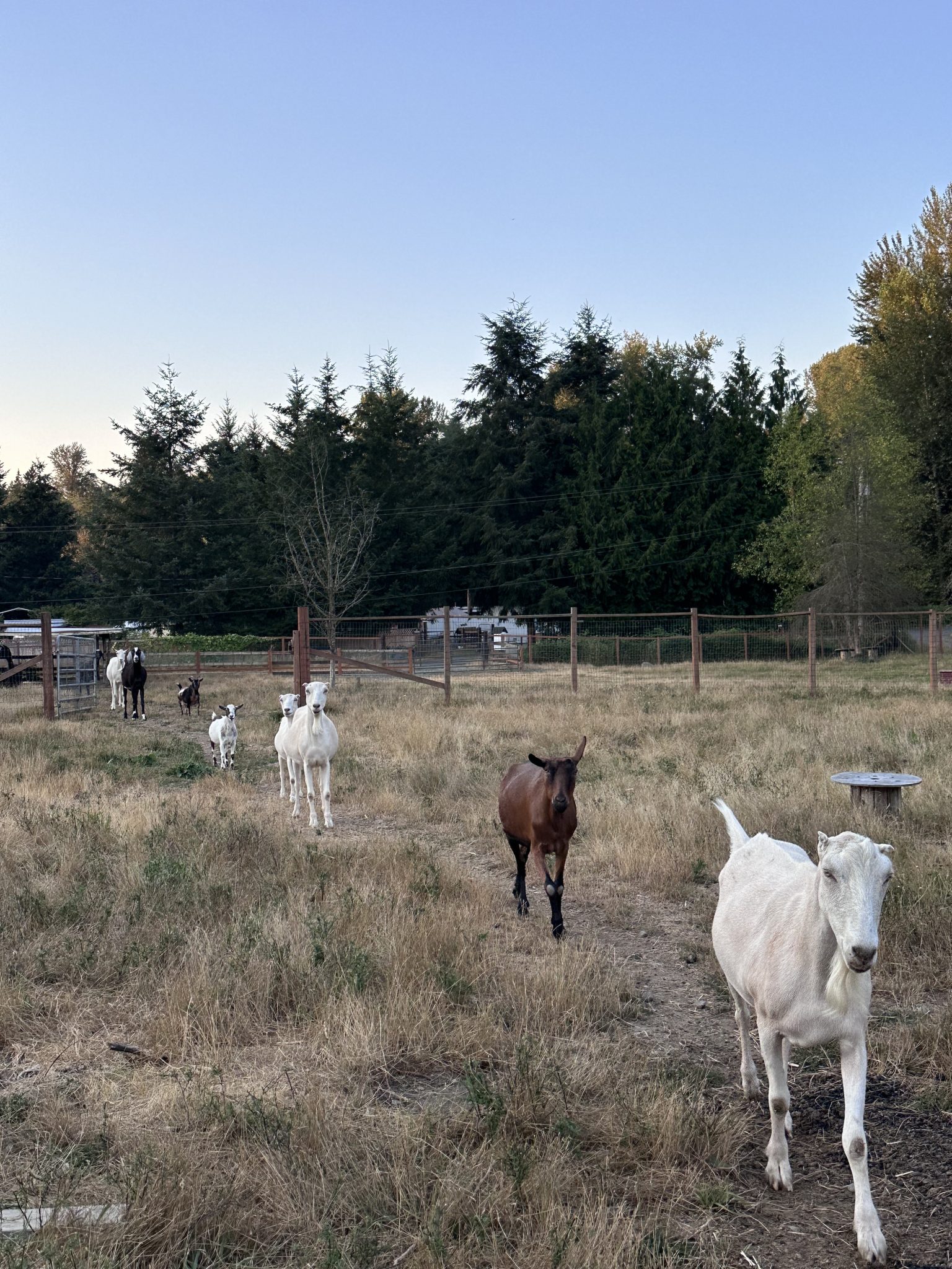 A photo of several goats trotting single file on a farm.