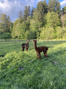 Two brown llamas on a field of grass.