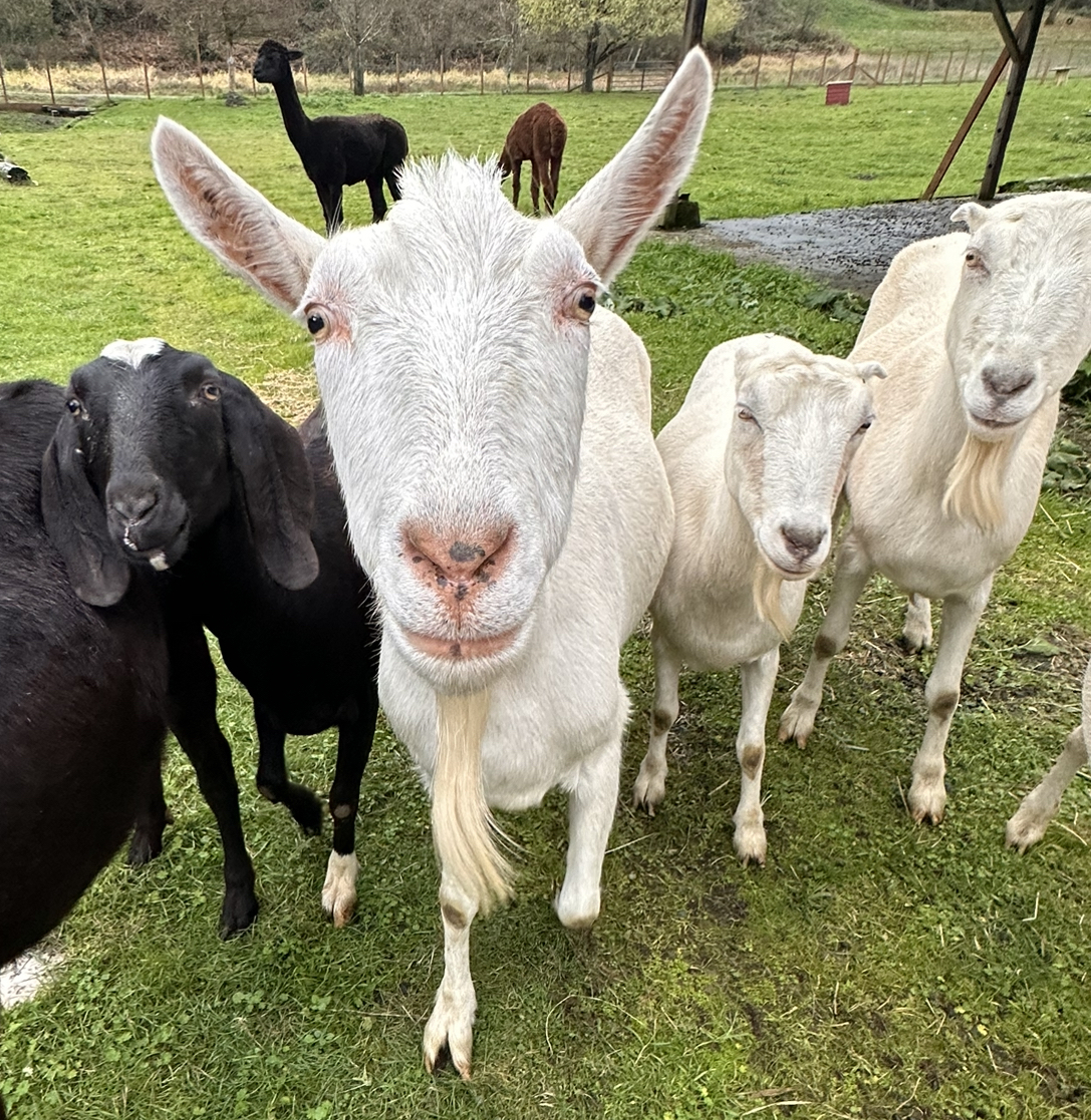 One large white goat stands in front of four other goats on a farm with llamas in the background.