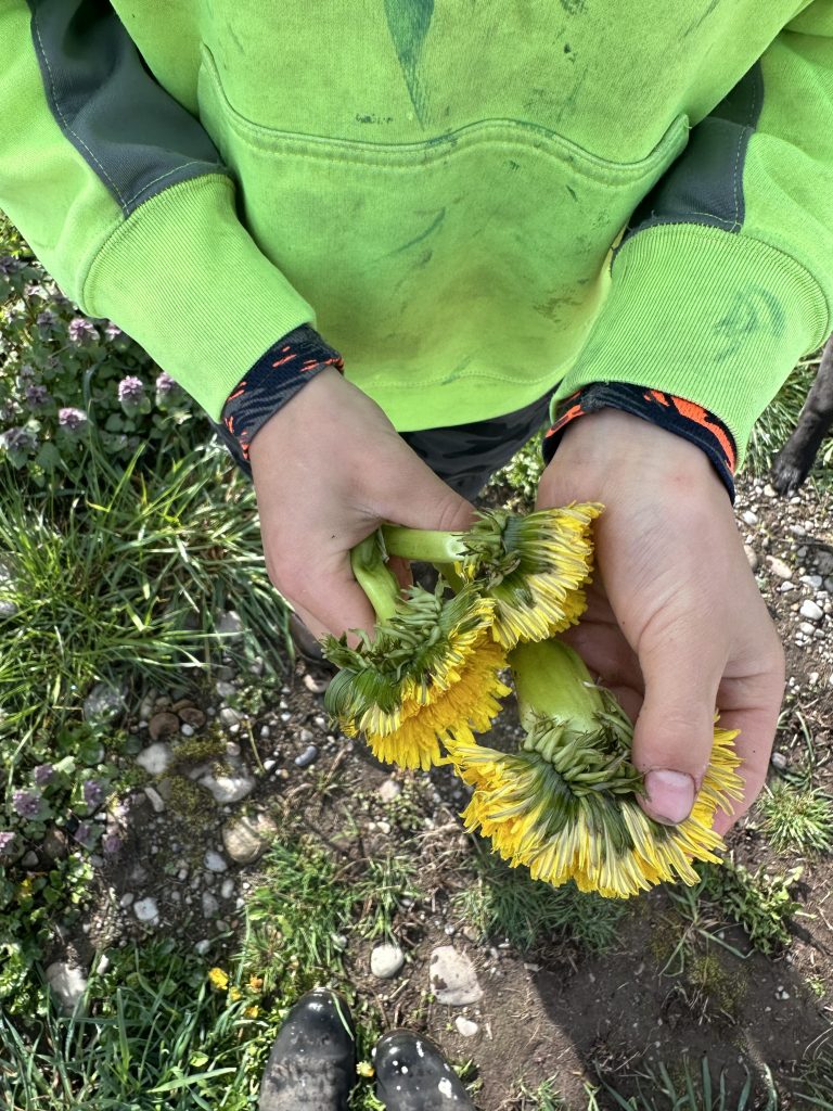 An image of a child in a lime green hoodie holding dandelions.