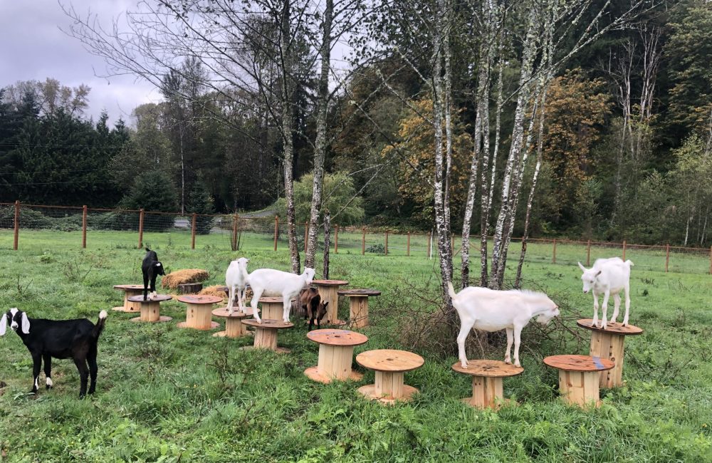 A photo of several goats standing on wooden platforms in a grassy area.